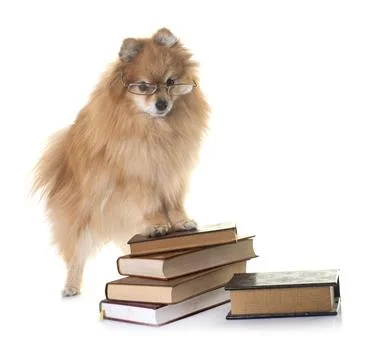 Pomeranian in studio 스톡 사진