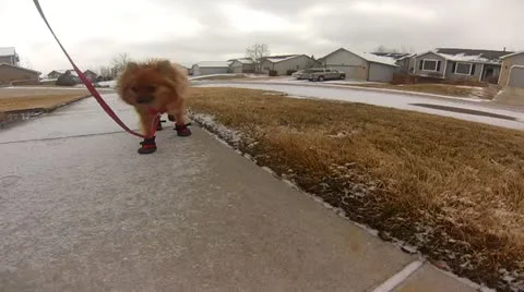 Pomeranian walking in booties Stock Footage 20434988