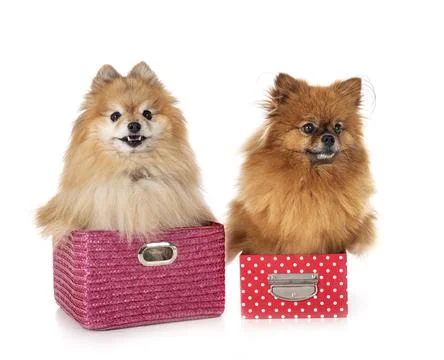 Pomeranians in studio Stock Photos