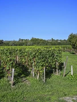 Pomerol Stock Photos