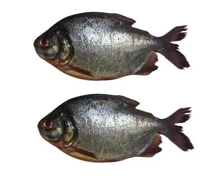 Pomfret Stock Photos