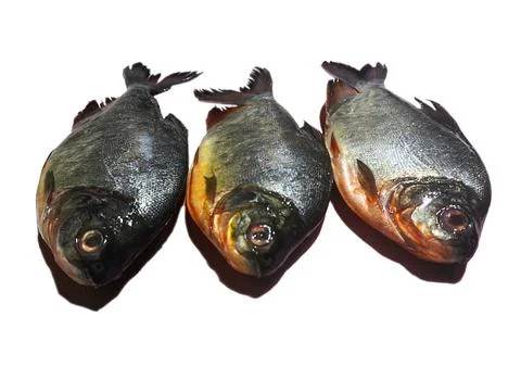 Pomfret Stock Photos