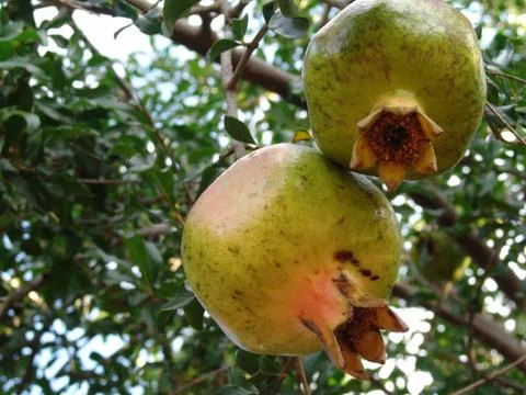 Pomgranate 스톡 사진