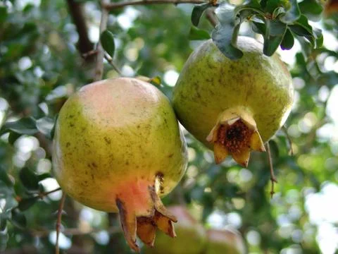 Pommegranets Fotos de archivo