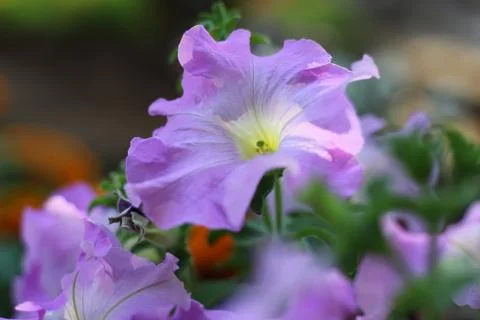 Pomoea violacea Stock Photos