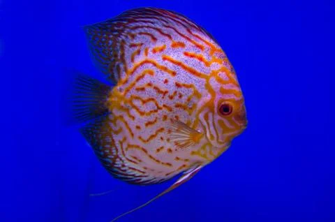 Pompadour fish Stock Photos