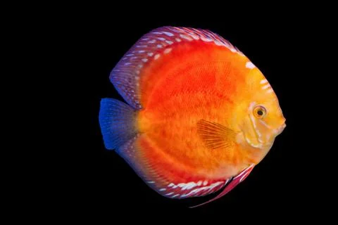 Pompadour fish Stock Photos