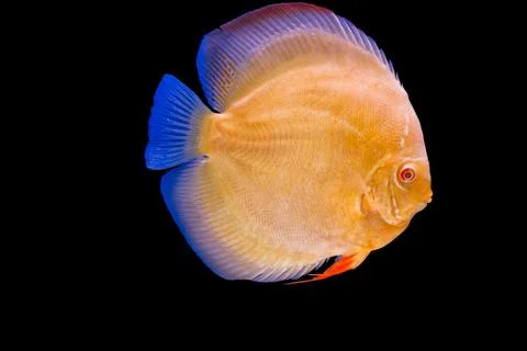 Pompadour fish Stock Photos