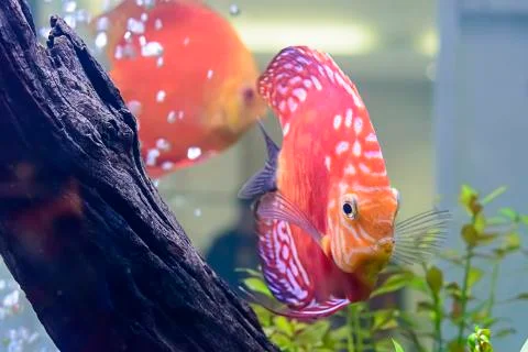 Pompadour Foto stock