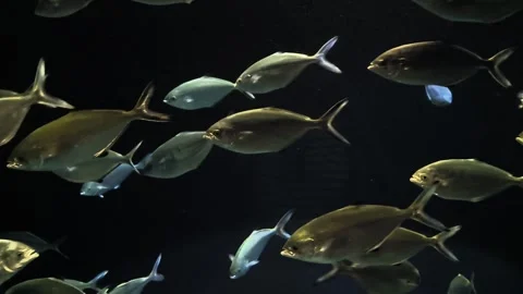 Pompano Video stock 320375010