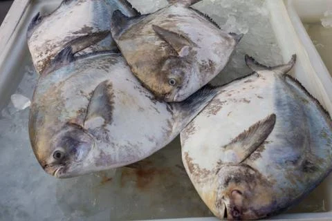Pompano on ice. Stock Photos