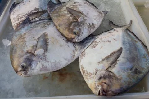 Pompano on ice. Stock Photos