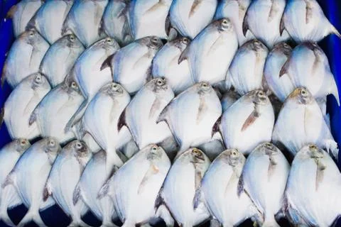 Pompano Stock Photos