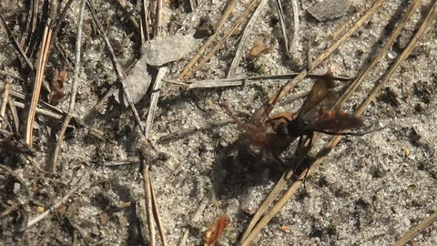 Pompilid wasps, attacking another wasp, fighting for Wolf spider for food Stock Footage 89979107