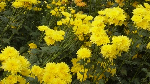 Pompon Chrysanthemum Stock Footage 332592414