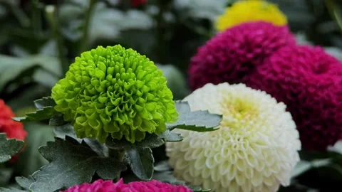 Pompon flowers with nature background. Stock Footage 305218931