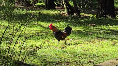 A pompous black rooster grazes on the grass on a sunny day Stock-Footage 314274337