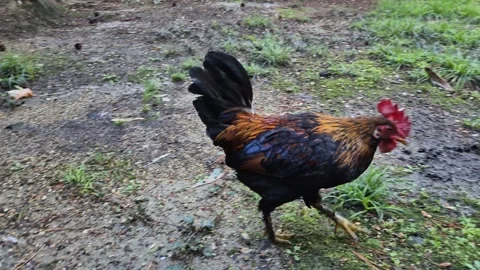 A pompous, proud rooster walks down the street during the day 库存影片 306889345