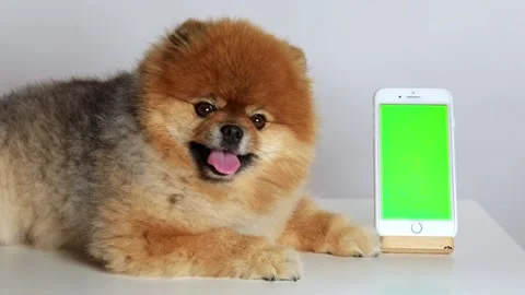 Pomranian dog using smart phone isolated on white background Stock Footage 208835474