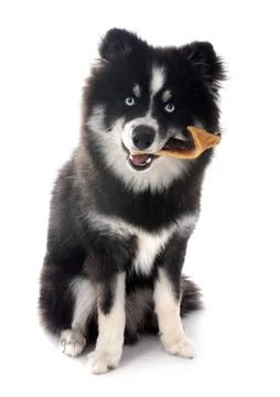 Pomsky and snack Stock Photos