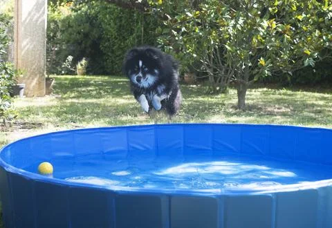 Pomsky and swimming pool 库存照片