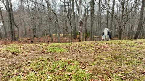 Pomsky Dog plays in a Backyard Stock Footage 288095350
