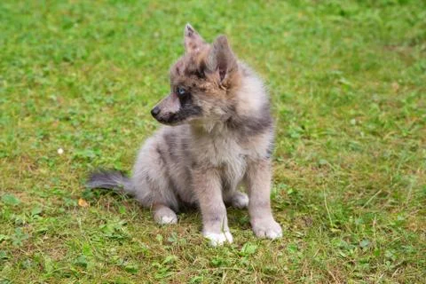 Pomsky puppy Stock Photos