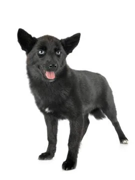 Pomsky in studio Stock Photos