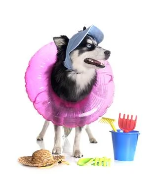 Pomsky in studio Stock Photos