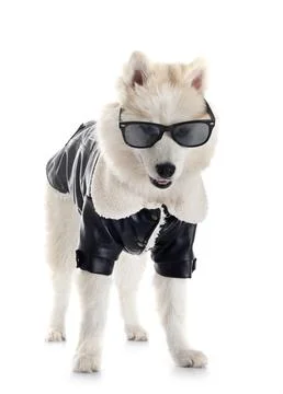 Pomsky in studio Stock Photos