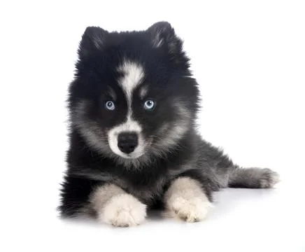 Pomsky in studio Stock Photos