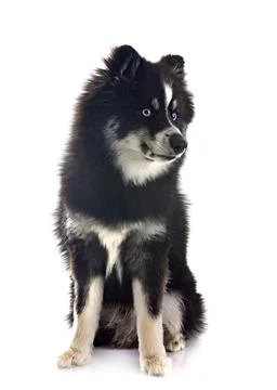 Pomsky in studio Stock Photos