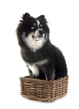 Pomsky in studio Stock Photos