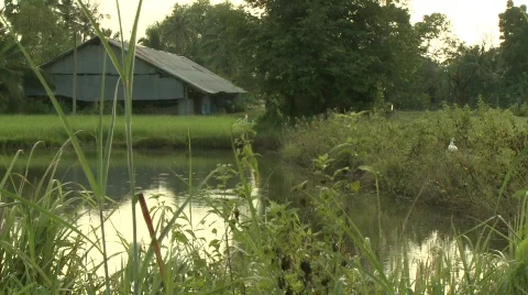 Pond 1 스톡 동영상 485303