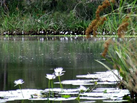 Pond 1 Stock Photos