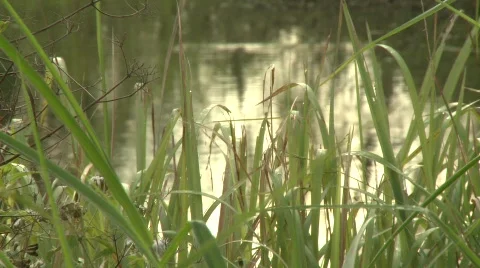 Pond 2 Stock-Footage 485297