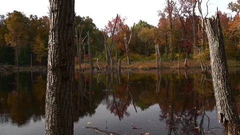 Pond 2 库存影片 97709751