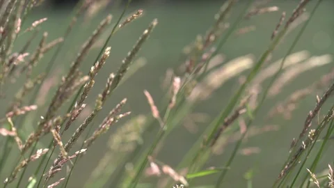 Pond 5 Stock Footage 101438774