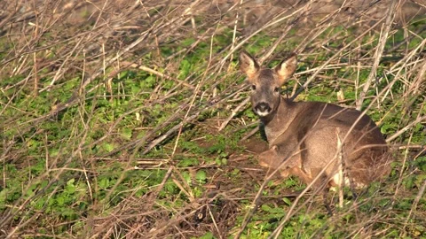 Pond 5 Roe Deer Video stock 229713503