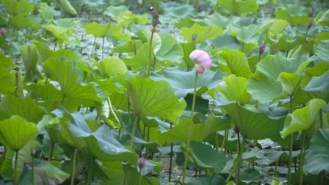 The pond after the summer rain is full of lotus leaves and lotus Video stock 111439030
