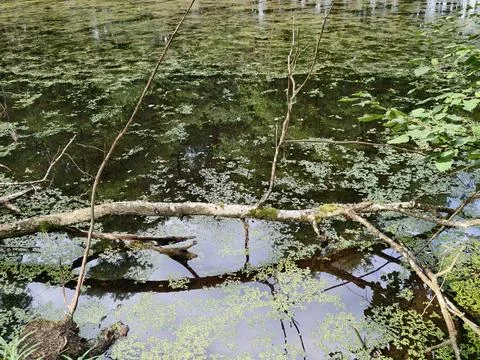 Pond with algae covered surface and overhanging branches creating mirror re.. Stock-Fotos