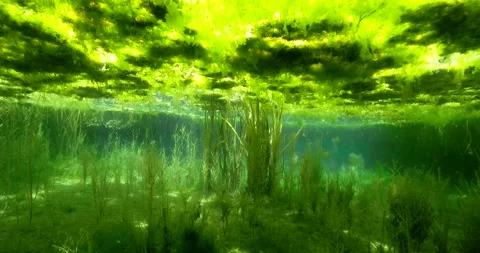 Pond with Algae in Low Deep Water Clip2676 Stock Footage 205952283