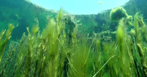 Pond Algae in surface Clip2660 Stock Footage 205951747
