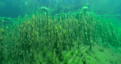 Pond Algae with water reflection Clip2655 Stock Footage 205951788