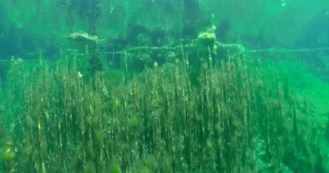 Pond Algae with water reflection Clip2656 Stock Footage 205951853