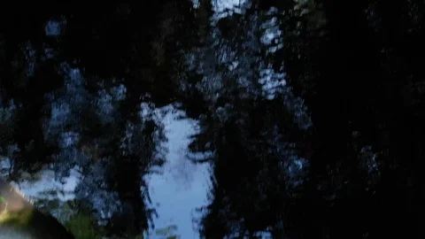 Pond in Amazon Video stock 113734287