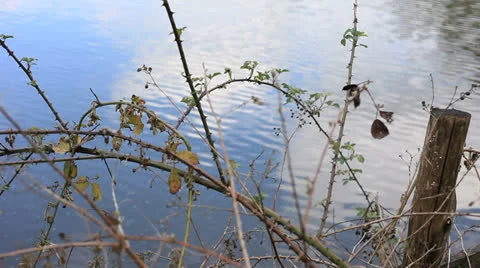Pond and brambles 01 Stock Footage 23989323