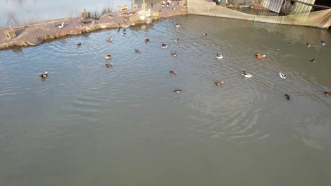 Pond and ducks Stock Footage 267898373