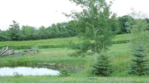 Pond And Field  스톡 동영상 880081