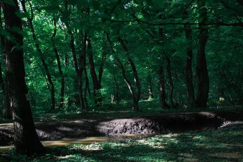 Pond and the forest Stock Photos